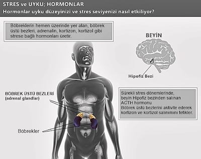 stres-ve-uyku-hormonlari