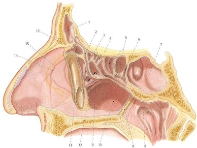 burun-ve-sinus