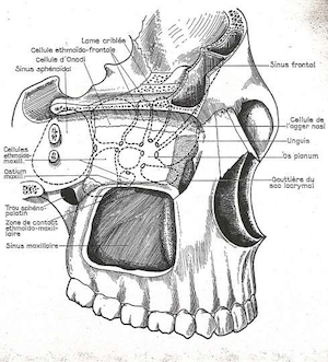 endoskopik-sinus-cerrahisi