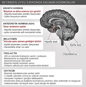 beyinden-uyku-sirasinda-salinan-hormonlar