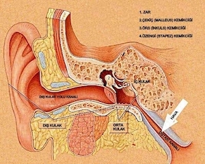 kulak-anatomisi-ve-isitme