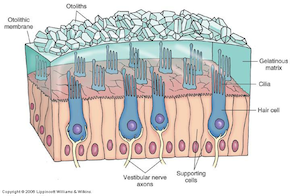 otolith-organ