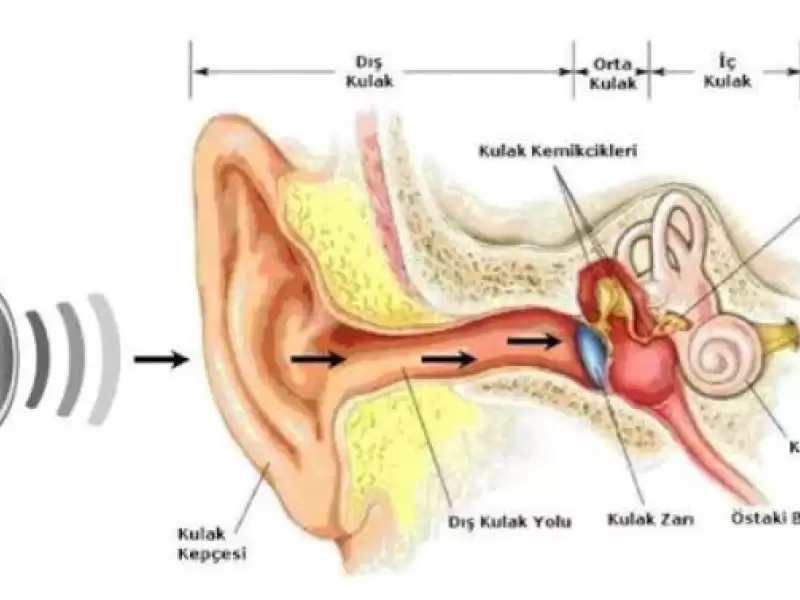 kulak-anatomisi-ve-isitme-fizyolojisi