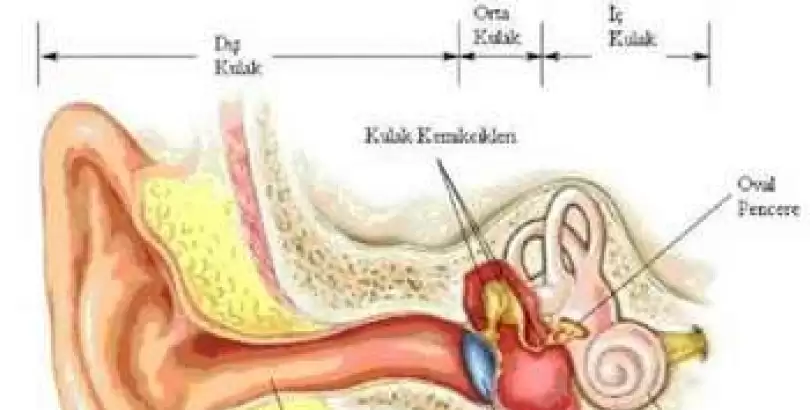 kulak-hastaliklari-ve-ameliyatlari