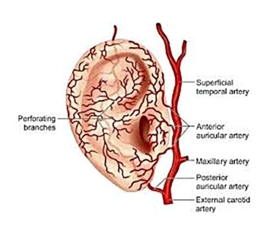temporal-arter-kaynakli-tinnitus